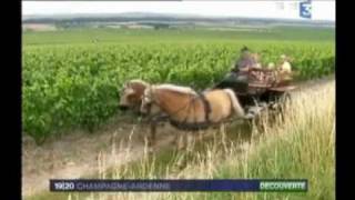 preview picture of video 'Journal Régional de france3 Champagne-Ardenne le 23 juillet 2008'