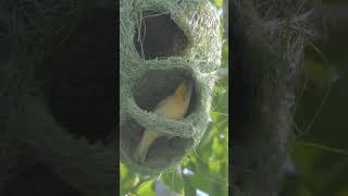 Download lagu Weaver Birds Build a Nest to Impress! mp3 Download lagu Weaver Birds Build a Nest to Impress! mp3