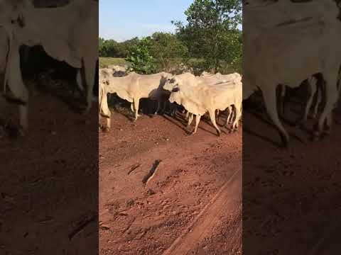 Vacas paridas, 100% IATF, fazenda Barão, Amaralina Goiás