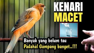 Download lagu Here's how to cure a stuck canary‼️ mp3
