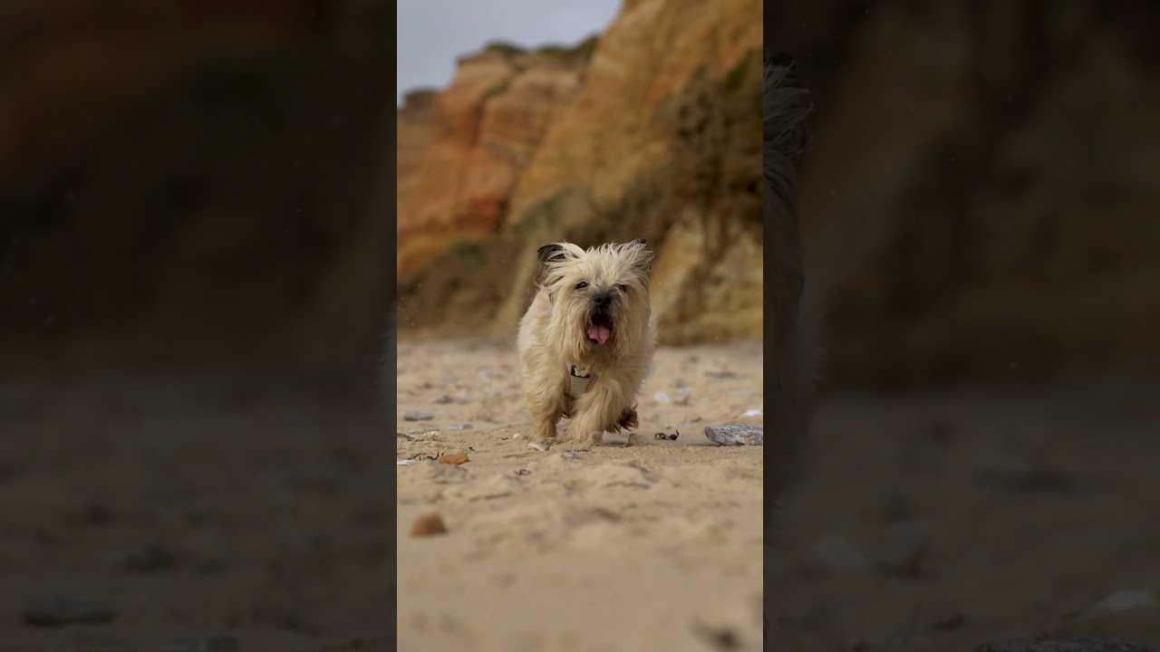 ≪初挑戦≫アドリブアフレコ企画「猛進する犬」（声.堀川りょう）