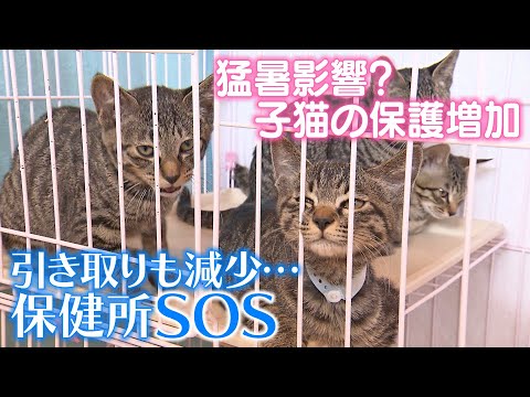 園芸 猫を引き取る