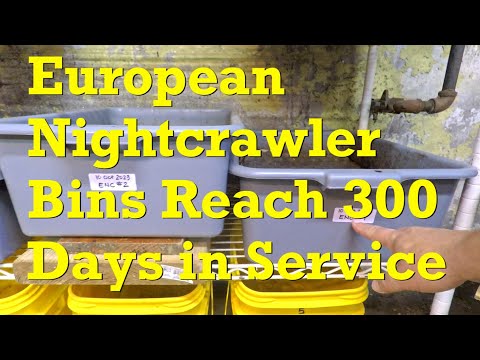 Check on 300-day Euro nightcrawler systems after 20 days of foraging - vermicompost