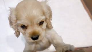 アメリカンコッカースパニエルの動画02