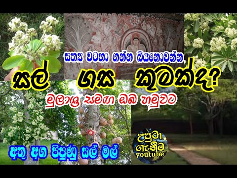 අමර නයනා එක්ක කැඩුවේ සල් නෙමේ ! අපි රැවටිලා පොඩි කාලෙ ඉඳන් | අහෝ! දුකකි, ඉරකි තිතකි. @uputaganeema