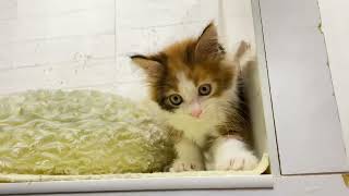 メインクーンの動画01