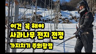 사과나무 전지 전정 가지치기 주의할점 유목 충북 괴산 가을농원 사과 증산왕 손홍철 [사과재배방법]