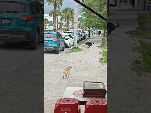 COMO LA VEN LO QUE LE PASÓ AL PERRO 🤣🤣 #perros #perrosdivertidos #mascotas