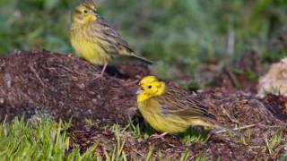 Yellowhammer song