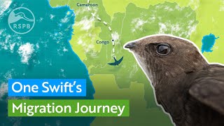 One Swift&#39;s Migration Journey | RSPB