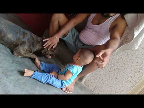 American bitbull terrier 7month master bhumit h darta nhi h😊#bhumit #short #americanbitbullterrier