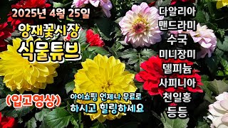 양재꽃시장 식물튜브 25년 4월 25일 어떤 식물들이 입고 되었는지 영상으로 시청 하시면서 힐링타임 되세요~…