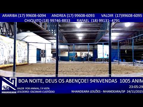 LEILÃO NHANDEARA LEILÕES - 24/11/2025 - NHANDEARA/SP -  AO VIVO GADO @ BOI
