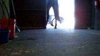 Batty: Come Fly With Me