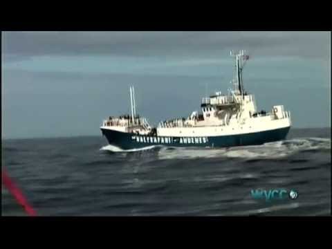 Sperm Whales - Titans of the Deep