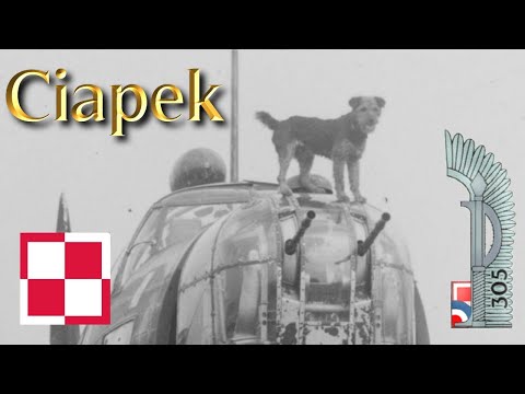 Ciapek - Poland's Most Famous Mascot