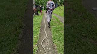 BIG KINGCOBRA