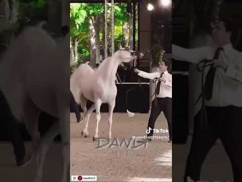 Dandi MPE #arabianhorse #italy #arabianhorse