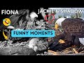 Fiona ️ Leaps On Jackie Talon Massage For Shadow Jackie Almost Incubates Shadow Funny Moments