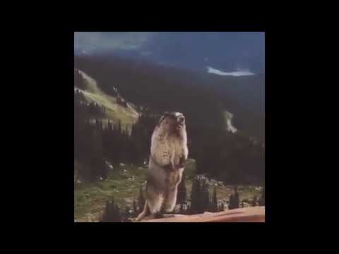 Screaming Beaver Meme