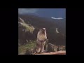 Screaming Beaver Meme