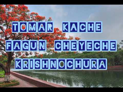 Tomar Kache Fagun Cheyeche Krishnochura। তোমার কাছে ফাগুন চেয়েছে কৃষ্ণচূড়া- with lyrics
