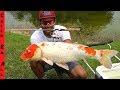 HOW To Catch KOI FISH