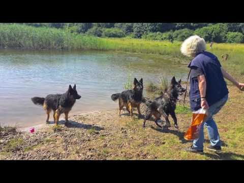 IJsselbos met Wilma, Diba en Kylie 18-7-2016