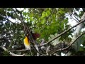 Lesser Bird-of-Paradise display