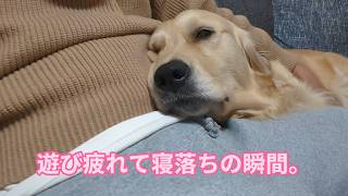 大型犬の遊び疲れて寝落ちの瞬間。ゴールデンレトリバーティト
