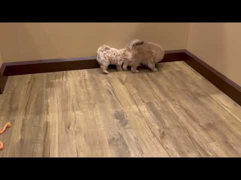 Pomeranian - 4756 video preview