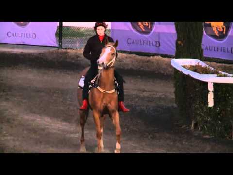 The Age Caulfield Guineas Day preview - Interviews - Tommy Berry