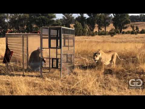 Human Lion Cage at GG Conservation