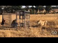 Human Lion Cage At GG Conservation