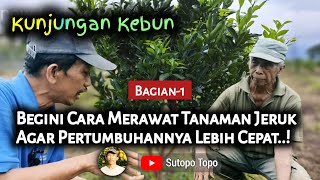 Download lagu HOW TO CARE FOR 1-2 YEAR OLD ORANGE PLANTS TO GET THEM GROWING QUICKLY mp3 Download lagu HOW TO CARE FOR 1-2 YEAR OLD ORANGE PLANTS TO GET THEM GROWING QUICKLY mp3