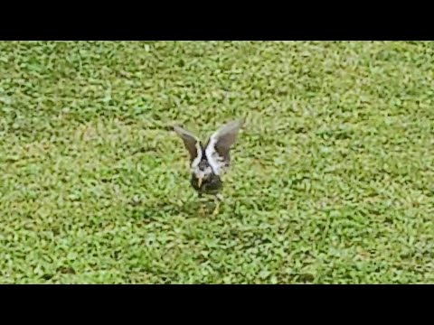 なぜ鳥たちは餌箱に来ないのですか？羽鳥を引き寄せるための適切な解決策  庭園