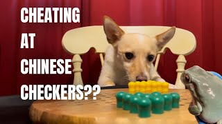 Board Game Animal - Chinese Checkers video thumbnail