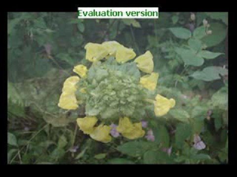 Barsan Lagi- Sneha Pant