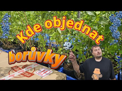 Borůvky z Brozany! 🫐 Bluecrop, Legacy & Různé odrůdy – Rozbalení! #borůvky