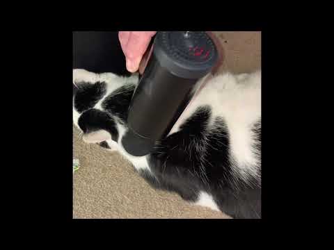 Cat enjoys Massage facial gun