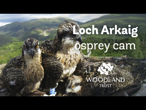 Three osprey chicks play with stick - Loch Arkaig Osprey Cam (2020)