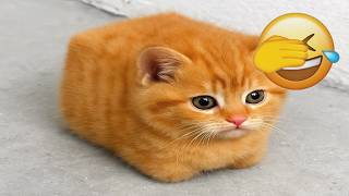 君が笑ったら君の負け 2026 😄 かわいい猫の奇妙な姿 | ネコチャンネル