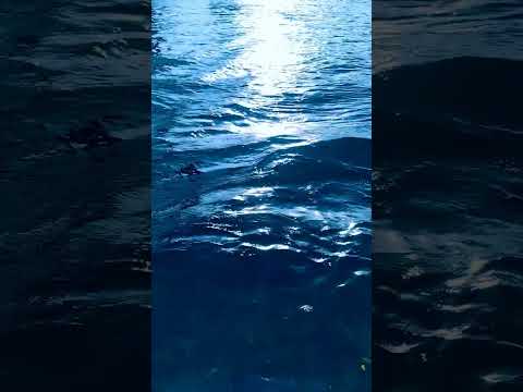 Brilho De Iemanjá - Celso Lira