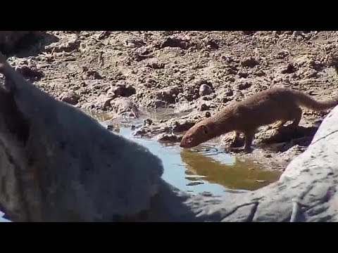 Djuma: Slender Mongoose - 13:27 - 07/26/19