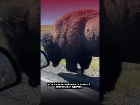 Что делает бизон посреди дороги? #wildlife #animals #viral