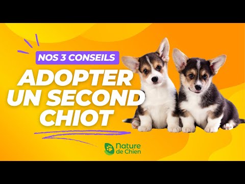 3 conseils : Adopter un second chien