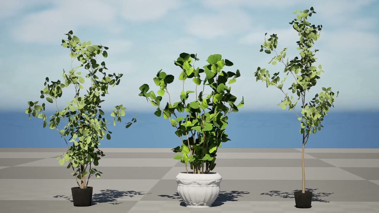 Australian Eucalyptus Bush Seed 3D Model