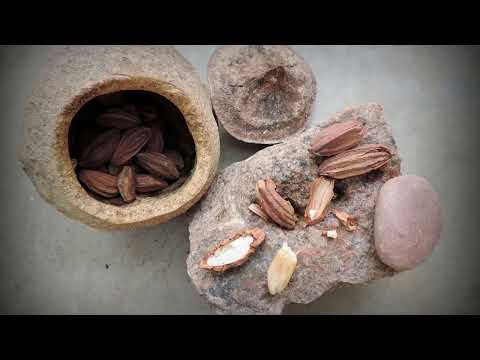 Quais os Benefícios da Sapucaia Para a Saúde?