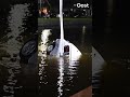 Bijzondere beelden! Bestuurder springt uit auto, vlak voordat die in het water belandde | RTV Oost