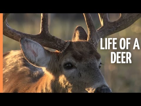The Mystical Life of Deer and the Discovery of a White Deer | Full Documentary